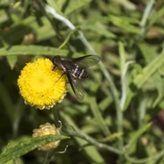 Villa sp. (genus) (Unidentified Villa bee fly) at ANBG - 16 Mar 2019 by AlisonMilton
