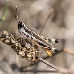 Macrotona australis (Common Macrotona Grasshopper) at Flynn, ACT - 12 Mar 2019 by AlisonMilton