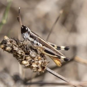 Macrotona australis at Flynn, ACT - 12 Mar 2019