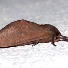 Elhamma australasiae (A Swift or Ghost moth (Hepialidae)) at Ainslie, ACT - 14 Mar 2019 by jbromilow50