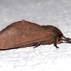 Elhamma australasiae (A Swift or Ghost moth (Hepialidae)) at Ainslie, ACT - 14 Mar 2019 by jb2602