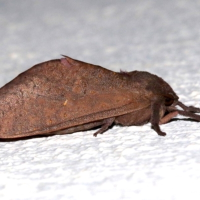 Elhamma australasiae (A Swift or Ghost moth (Hepialidae)) at Ainslie, ACT - 14 Mar 2019 by jbromilow50