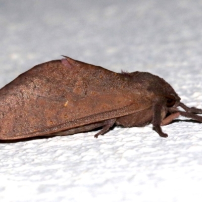 Elhamma australasiae (A Swift or Ghost moth (Hepialidae)) at Ainslie, ACT - 14 Mar 2019 by jb2602