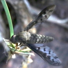 Aleucosia sp. (genus) (Bee Fly) at Majura, ACT - 12 Mar 2019 by jbromilow50