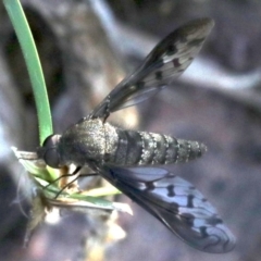 Aleucosia sp. (genus) (Bee Fly) at Majura, ACT - 12 Mar 2019 by jb2602