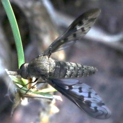 Aleucosia sp. (genus) (Bee Fly) at Mount Ainslie - 12 Mar 2019 by jb2602