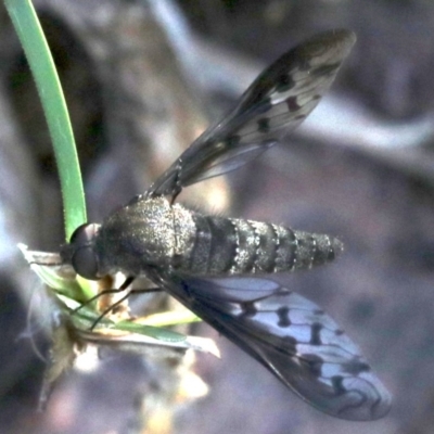 Aleucosia sp. (genus) (Bee Fly) at Majura, ACT - 12 Mar 2019 by jbromilow50