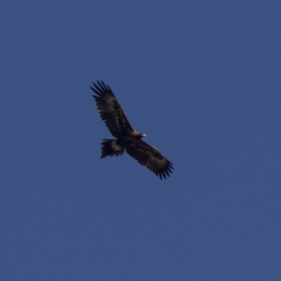 Aquila audax (Wedge-tailed Eagle) at Tuggeranong DC, ACT - 19 Mar 2019 by Alison Milton