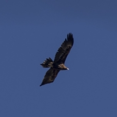 Aquila audax at Tuggeranong DC, ACT - 20 Mar 2019