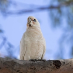 Cacatua sanguinea (Little Corella) at Greenway, ACT - 20 Mar 2019 by Alison Milton