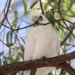 Cacatua sanguinea at Greenway, ACT - 20 Mar 2019 11:39 AM