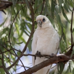 Cacatua sanguinea at Greenway, ACT - 20 Mar 2019