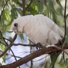 Cacatua sanguinea at Greenway, ACT - 20 Mar 2019 11:39 AM