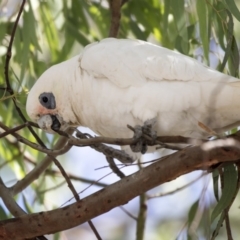 Cacatua sanguinea at Greenway, ACT - 20 Mar 2019 11:39 AM