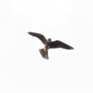 Falco longipennis at Farrer, ACT - 22 Mar 2019