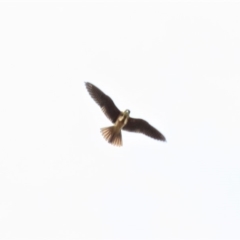 Falco longipennis at Farrer, ACT - 22 Mar 2019 03:13 PM