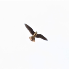 Falco longipennis at Farrer, ACT - 22 Mar 2019