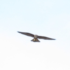 Falco longipennis at Farrer, ACT - 22 Mar 2019