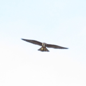 Falco longipennis at Farrer, ACT - 22 Mar 2019 03:13 PM