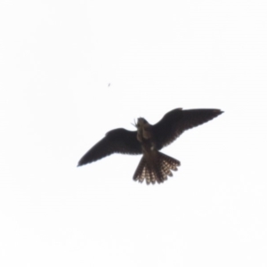 Falco longipennis at Farrer, ACT - 22 Mar 2019