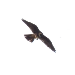 Falco longipennis at Farrer, ACT - 22 Mar 2019