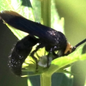 Scolia (Discolia) verticalis at Paddys River, ACT - 21 Feb 2019