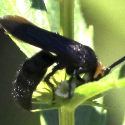 Scolia (Discolia) verticalis (Yellow-headed hairy flower wasp) at Cotter Reserve - 21 Feb 2019 by jbromilow50