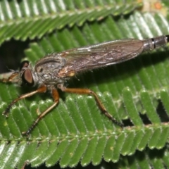 Cerdistus sp. (genus) (Slender Robber Fly) at Mount Ainslie - 2 Mar 2019 by jbromilow50