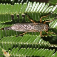 Cerdistus sp. (genus) at Majura, ACT - 3 Mar 2019 06:53 AM