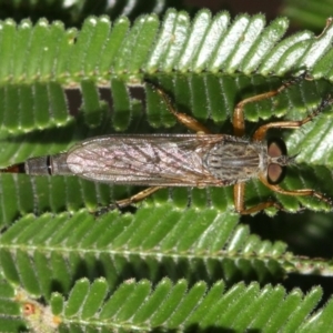 Cerdistus sp. (genus) at Majura, ACT - 3 Mar 2019