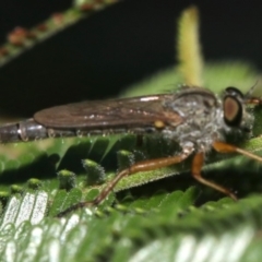 Cerdistus sp. (genus) at Majura, ACT - 3 Mar 2019 06:53 AM