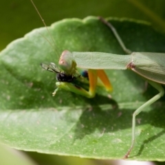 Orthodera ministralis (Green Mantid) at Murrumbateman, NSW - 21 Mar 2019 by SallyandPeter