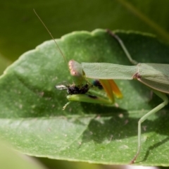 Orthodera ministralis at Murrumbateman, NSW - 22 Mar 2019