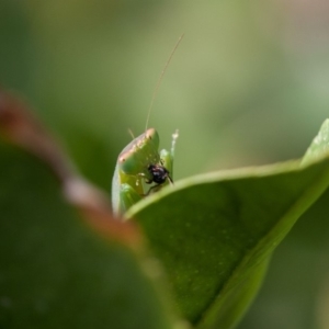 Orthodera ministralis at Murrumbateman, NSW - 22 Mar 2019