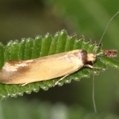Phauloplana illuta (A concealer moth) at Mount Ainslie - 2 Mar 2019 by jb2602