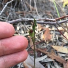 Speculantha rubescens (Blushing Tiny Greenhood) at Aranda Bushland - 22 Mar 2019 by TobiasHayashi