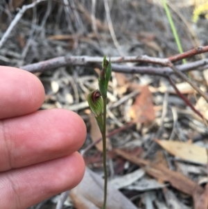 Speculantha rubescens at Aranda, ACT - 22 Mar 2019
