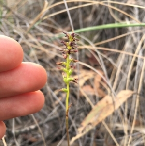 Corunastylis clivicola at Aranda, ACT - suppressed