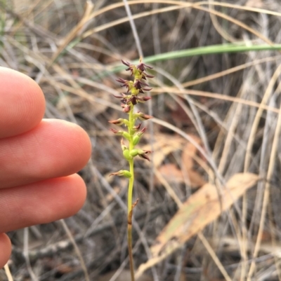 Corunastylis clivicola (Rufous midge orchid) at Aranda Bushland - 22 Mar 2019 by TobiasHayashi