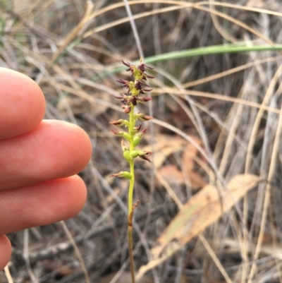 Corunastylis clivicola (Rufous midge orchid) at Aranda, ACT - 22 Mar 2019 by TobiasHayashi