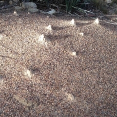 Iridomyrmex purpureus (Meat Ant) at Aranda, ACT - 15 Mar 2019 by KMcCue