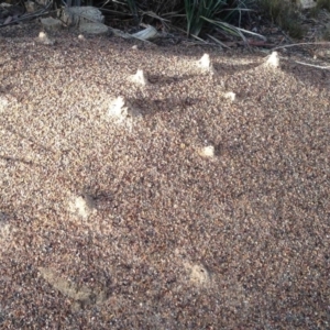 Iridomyrmex purpureus at Aranda, ACT - 16 Mar 2019