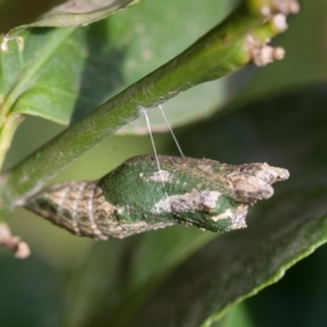 Papilio anactus at Murrumbateman, NSW - 22 Mar 2019 09:09 AM