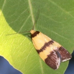 Heteroteucha translatella (Heteroteucha translatella) at Mount Ainslie - 2 Mar 2019 by jbromilow50