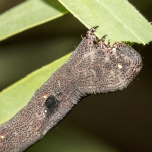 Geometridae (family) IMMATURE at Higgins, ACT - 18 Mar 2019