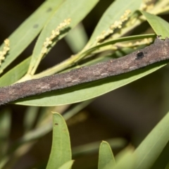 Geometridae (family) IMMATURE at Higgins, ACT - 18 Mar 2019 10:04 AM