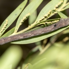 Geometridae (family) IMMATURE at Higgins, ACT - 18 Mar 2019 10:04 AM