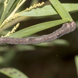 Geometridae (family) IMMATURE at Higgins, ACT - 18 Mar 2019 10:04 AM