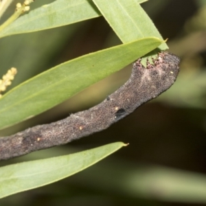 Geometridae (family) IMMATURE at Higgins, ACT - 18 Mar 2019