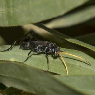 Pompilidae (family) (Unidentified Spider wasp) at Higgins, ACT - 17 Mar 2019 by AlisonMilton